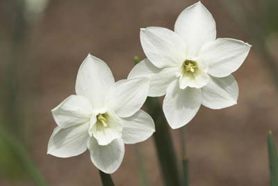 
Amaryllis or paperwhite narcissus bulbs, wrapped up with everything required for planting, make a great holiday gift for the winter weary.

